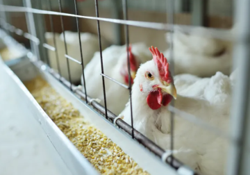 وزارة الطوارئ وإدارة الكوارث السورية تلغي تحذيراً سابقاً حول طاعون الدجاج