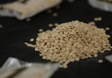 تفكيك شبكة مخدرات في دمشق وضبط 162 ألف حبة كبتاغون