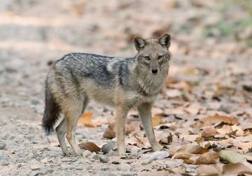 فيروس قاتل ومعدي يصيب حيوان 