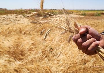 وزارة الزراعة تطلق مشروع