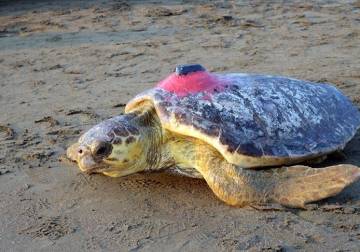 من تركيا إلى تونس.. السلحفاة 