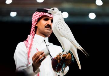 بنحو 1.3 مليون ريال.. بيع أغلى صقر في مزاد 2026 بالسعودية