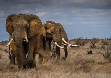 اكتشاف خلل جيني في مجموعات منعزلة من الأفيال الأفريقية