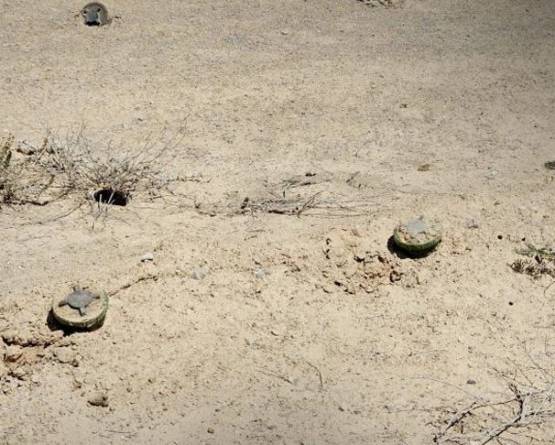 مقتل طفلين وإصابة ثالث بانفجار لغم في ريف الرقة