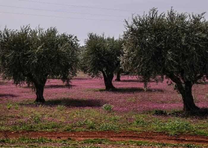 قطاف وعصر زيتون عفرين من مهام المجالس المحلية فقط زمان الوصل