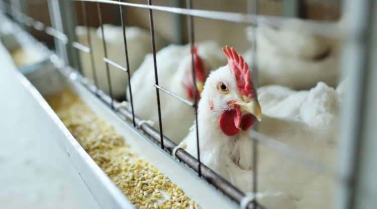 وزارة الطوارئ وإدارة الكوارث السورية تلغي تحذيراً سابقاً حول طاعون الدجاج