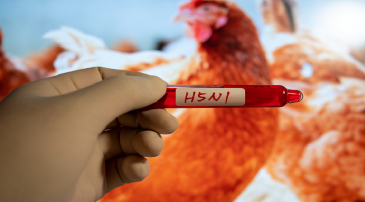 أستراليا تؤكد أول إصابة بإنفلونزا الطيور من السلالة إتش5إن1