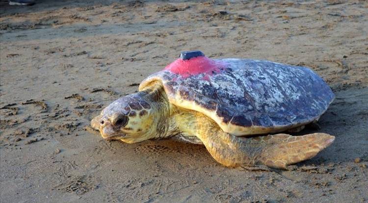 من تركيا إلى تونس.. السلحفاة 