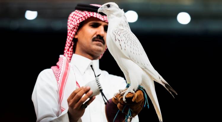 بنحو 1.3 مليون ريال.. بيع أغلى صقر في مزاد 2026 بالسعودية