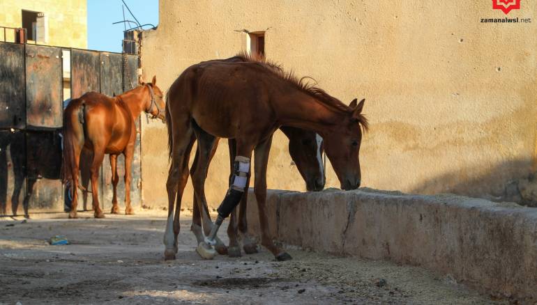 شظايا الأسد تقطع ساق "شام الآغا".. القصة الكاملة لمهرة حصلت على "طرف صناعي"
