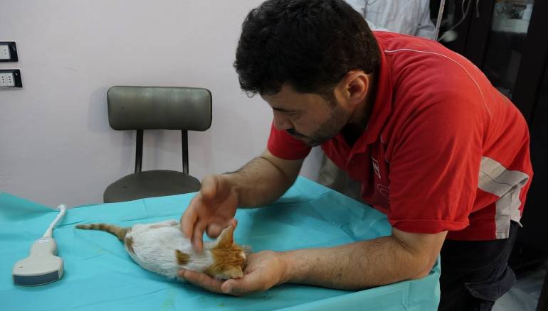 مأوى القطط