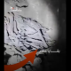 مستثمرو قصور حمص 